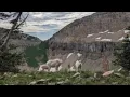 Officials warn pet owners of mountain goats after three dogs killed on Mount Timpanogos trail