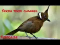 Download Lagu Cililin durasi panjang dan suara jernih | mp3 | gacor dan ngotot