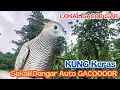 Burung Perkutut Lokal Gacor, Suara Natural yang Langka 🎶