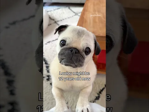 Loulou might be 12 YEARS old now, but she also was… 🥹🤍 #pug #dog