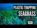 Download Lagu Underwater meadows capable of trapping large amounts of plastic