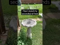 Download Lagu Finally found a concrete birdbath on fb marketplace! I also added a solar-powered fountain