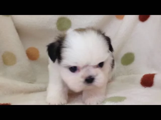 動画