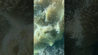 Sailing the East Coast of Australia #sailing #travelaustralia #australia #sailingfamily #boatlife