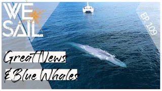 BIG News and a BIG BLUE WHALE ENCOUNTER | Episode 109