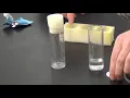 Working with fruit flies for genetics lab