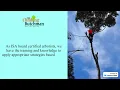 Tree Lopping Mornington Peninsula - The Climbing Dutchman