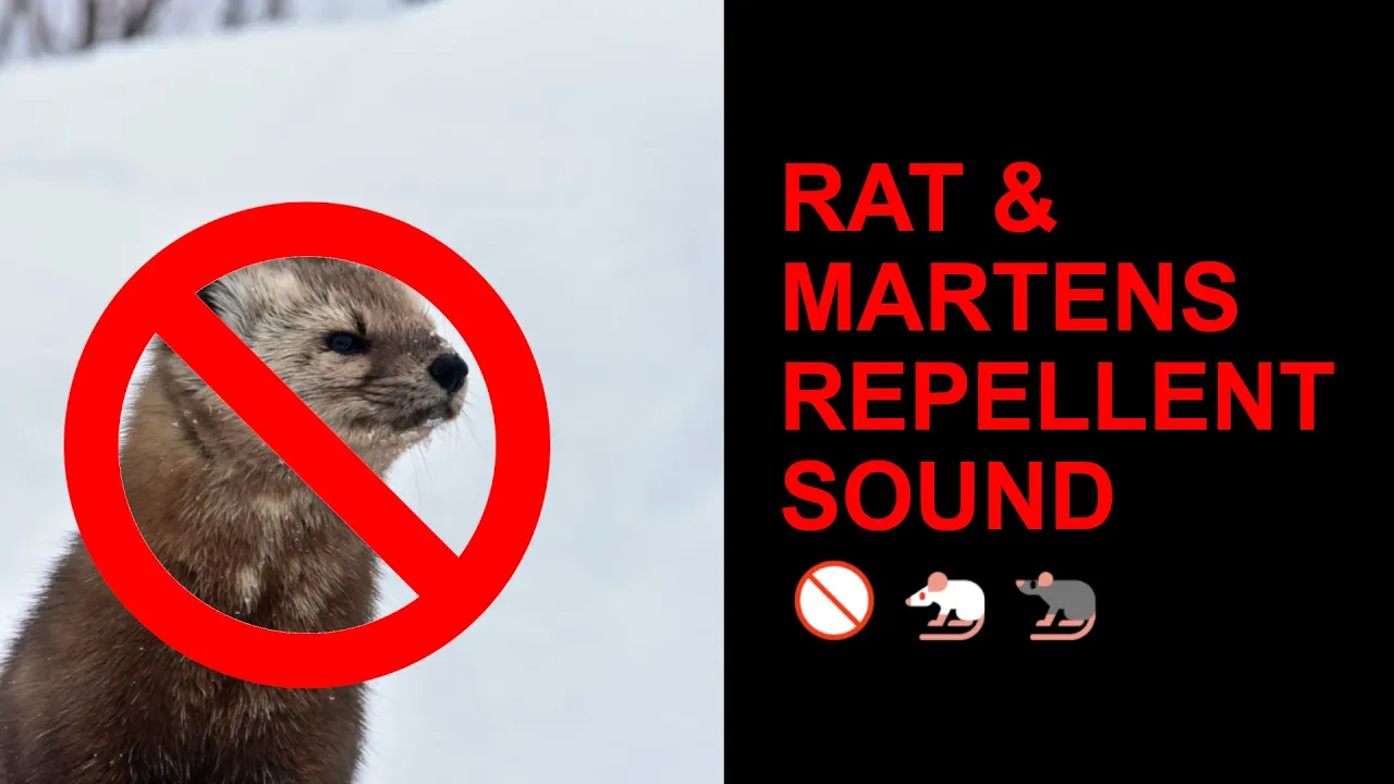 ⚠️ High Pitch Wall Penetration, Mouse, Rat, Mice Ultra Sounic Repellent Sound 10 HOURS ( WORKING! ) ⚠️ High Pitch Wall Penetration, Mouse, Rat, Mice Ultra Sounic Repellent Sound 10 HOURS ( WORKING! )