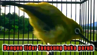 Download PLECI BUKA PARUH setelah bangun tidur. MP3