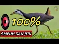 suara burung wak wak jantan.