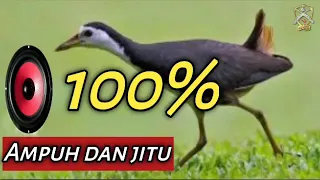 suara burung wak wak jantan 