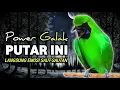 Download Lagu CUCAK IJO GACOR FULL EMOSI, PANCINGAN DAN MASTERAN CUCAK IJO BIKIN NYAUT BUNYI SIANG MALAM