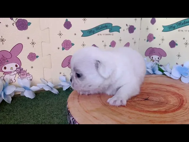 動画
