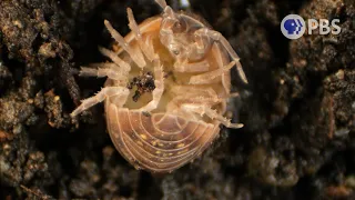 Release The Brood! Roly-poly Birthing Is Intense