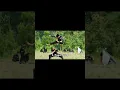 Download Lagu 7 Perguruan Pencak Silat yang Ditakuti di Indonesia 😱