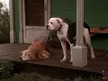 Download Lagu Homeward Bound: The Incredible Journey (1993)- Family feelings