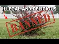 Download Lagu Ze vielen de VS binnen... en je kunt ze eten: 10 eetbare invasieve planten