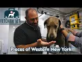Vet Visits Made Easy Fetch the Vet