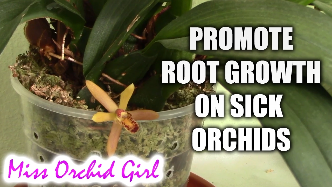 HOW TO PROMOTE ROOT GROWTH ON SICK ORCHIDS