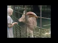 Dutch Traditions: Let's Visit the Artis Zoo! (1937)