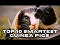 Top 10 Smartest Guinea Pig Breeds