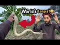 Longest Radish In Pakistan 😳😳 | Azmat