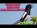 Download Lagu LOMBA KICAUAN BURUNG KACER GACOR CICEM PALA ACEH DI GEULANGGANG HEWAN GEURUGOK