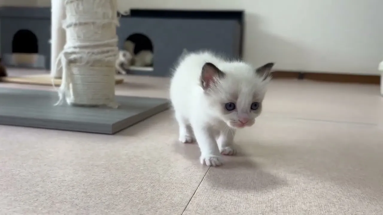 動画