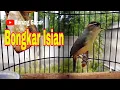 Download Lagu Pancingan Burung Opior Jambul Gacor Agar Burung Prenjak Daun Cepat Bunyi