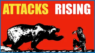 Why Are BEAR ATTACKS Rising in JAPAN?