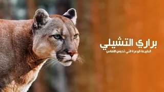 براري التشيلي الطبيعة الخضراء الوعرة التي تحبس الأنفاس لا تشبه أي مكان آخر في العالم كويست عربية 