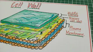 How to draw Cell Wall structure Easy Drawing Cell Wall Cell Wall