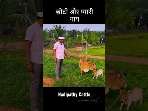 The tiny gomata Thats so cute & fits in your home  #viral #youtube #cow #farm #pets #agriculture
