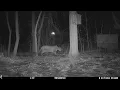 Mountain Lion Whistle