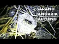 Download Lagu NGOBOR JANGKRIK JALITENG DI ATAS TANAH MERAH _ Battlesurvival official.