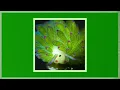 Adrianne Lenker - Anything