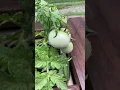 Download Lagu Tomatoes! #tomato #tomatoes #garden #gardening #plants #planting