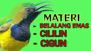 Download Pancingan Sogon Gacor Ngleper || isian belalang emas cililin cigun || suara idaman para juri MP3