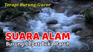 Download TERAPI BURUNG GACOR Suara Alam Gemericik Air Mengalir, Burung Cepat Buka Paruh MP3