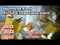 Download Lagu Masteran pleci rapat - kenarian wit wit zipper - masteran mewah sepanjang masa