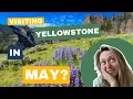 YELLOWSTONE in MAY What You NEED to KNOW