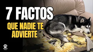 Los Incómodos FACTOS Detrás del Husky Siberiano