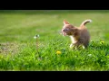 Download Lagu Nada Notifikasi Pesan Wa Kucing