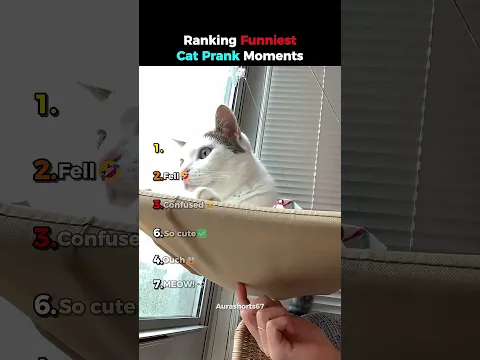 Ranking Funniest Cat Prank Moments 😂 #usa