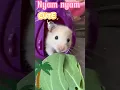 Download Lagu Cute hamtaro love vegetable 🐹🥰