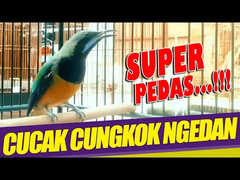 Download MP3 CUNGKOK SUPER GACOR | cungkok ngerol panjang | suara pedas