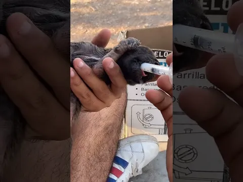 Rescate a estos perritos de una caja 📦 #perritos