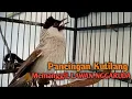 Download Lagu Suara Burung Kutilang Gacor Menekan Lawan NGGARUDA, Pancingan pikat Kutilang ribut \u0026 Kutilang DIAM