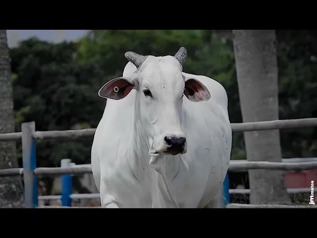 Matriz Nelore EAO - A8793