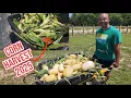 Download Lagu The 2025 Sweet Corn Harvest!!! Homestead update